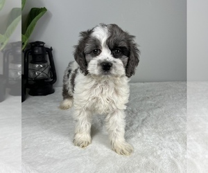 Cockapoo Puppy for sale in FRANKLIN, IN, USA