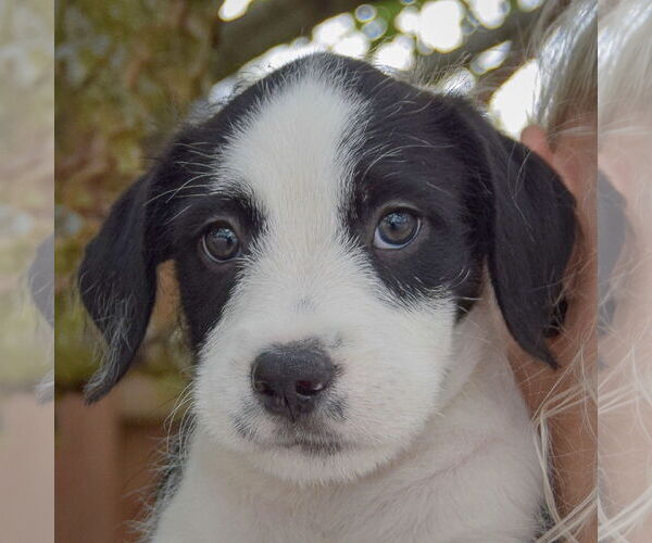 Medium Photo #6 Australian Shepherd-Unknown Mix Puppy For Sale in Huntley, IL, USA