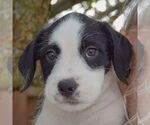 Small #5 Australian Shepherd Mix