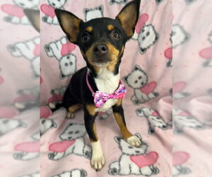 Goldie - Female Chihuahua-Unknown Mix Dog for Adoption - Photo #7