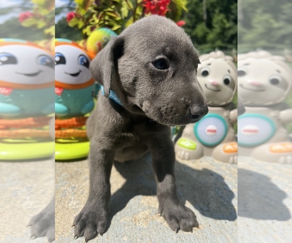 Medium Photo #11 Labrador Retriever Puppy For Sale in NEOLA, WV, USA