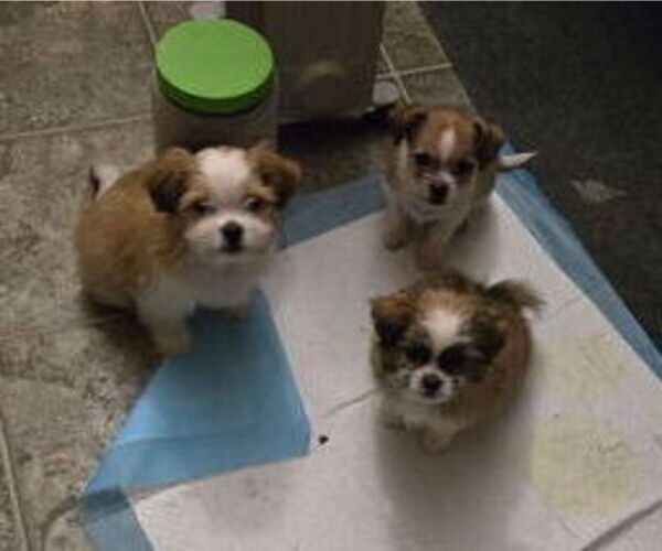 Medium Photo #1 ShiChi Puppy For Sale in POST FALLS, ID, USA