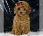 Puppy Starburst AKC Poodle (Miniature)