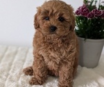 Small #8 Goldendoodle (Miniature)