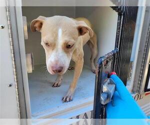 American Pit Bull Terrier-Unknown Mix Dogs for adoption in Houston, TX, USA