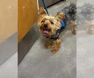 Mutt Dogs for adoption in Forestville, MD, USA