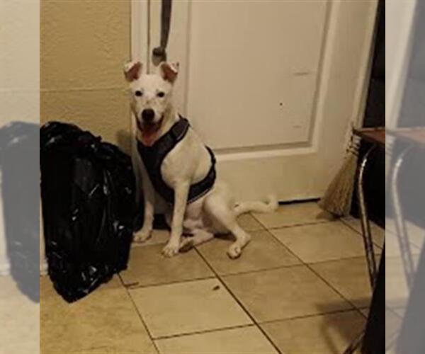 Medium Photo #1 American Staffordshire Terrier-Unknown Mix Puppy For Sale in San Antonio, TX, USA