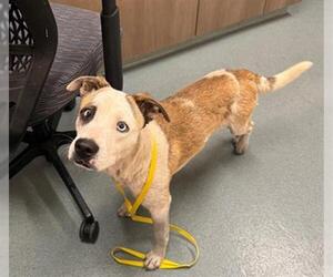 Catahoula Leopard Dog-Unknown Mix Dogs for adoption in Baytown, TX, USA