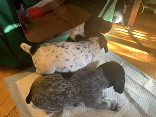 German Shorthaired Pointer Puppy for sale in COLTON, CA, USA