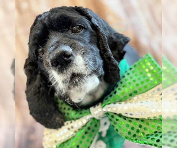 Medium Photo #7 Cocker Spaniel Puppy For Sale in Arlington, VA, USA