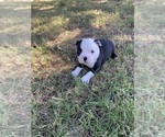 Small #6 Boston Terrier