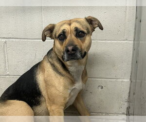 German Shepherd Dog Dogs for adoption in San Bernardino, CA, USA