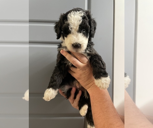Medium Photo #1 Sheepadoodle Puppy For Sale in SHALLOWATER, TX, USA