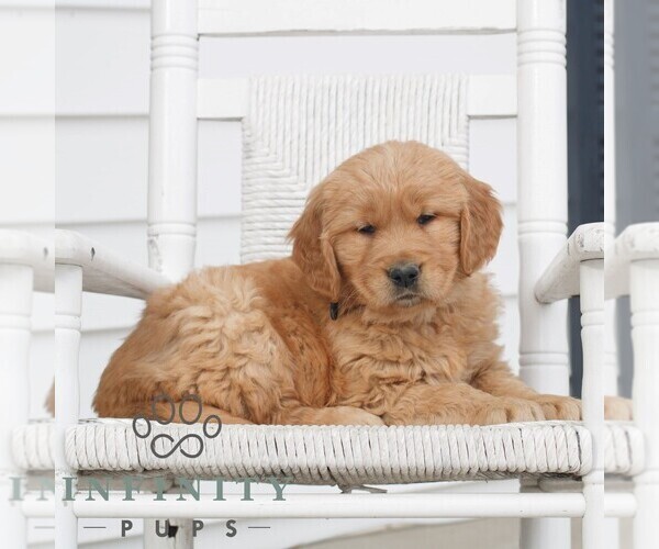 Medium Photo #3 Golden Retriever Puppy For Sale in COATESVILLE, PA, USA