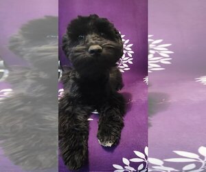 Schnauzer (Miniature) Puppy for Sale in RADCLIFF, Kentucky USA