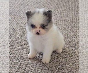 Pomeranian Puppy for sale in ORRVILLE, OH, USA