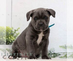 Cane Corso Puppy for sale in GORDONVILLE, PA, USA