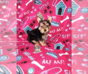 Yorkshire Terrier Puppy for sale in LAPEER, MI, USA