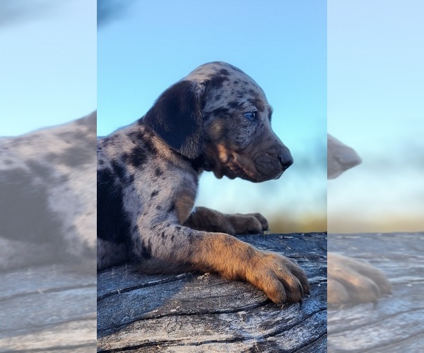 Medium Photo #3 Catahoula Leopard Dog Puppy For Sale in CUMBY, TX, USA