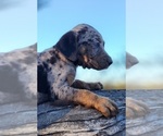 Small #2 Catahoula Leopard Dog