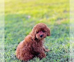 Poodle (Toy) Puppy for sale in REDLANDS, CA, USA