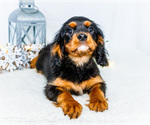 Small Photo #35 Cavalier King Charles Spaniel Puppy For Sale in WAKARUSA, IN, USA