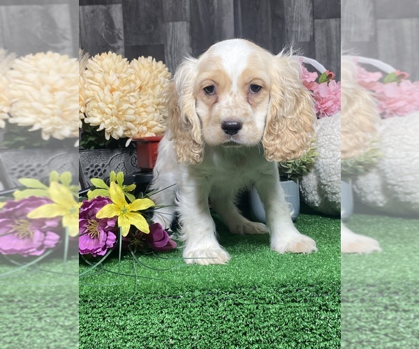 Medium Photo #4 Cocker Spaniel Puppy For Sale in CANOGA, NY, USA