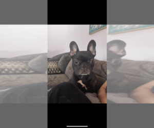 French Bulldog Puppy for sale in JACKSONVILLE, FL, USA