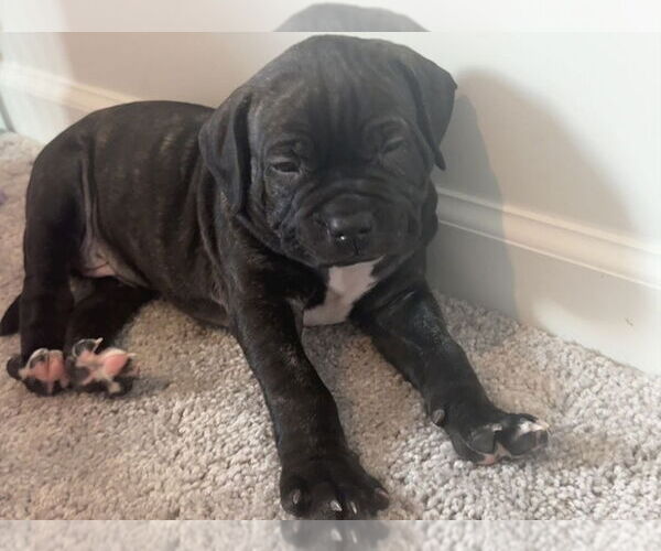 Medium Photo #4 Boxer-Unknown Mix Puppy For Sale in Raleigh, NC, USA
