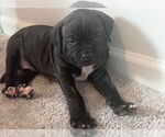 Small #3 Boxer Mix