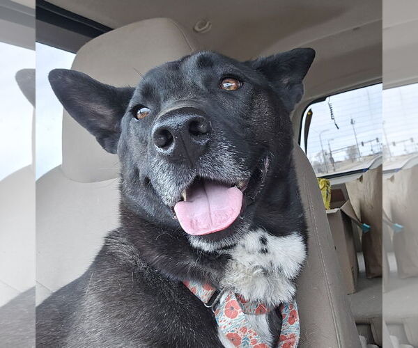 Medium Photo #2 Mutt Puppy For Sale in Brooklyn Center, MN, USA