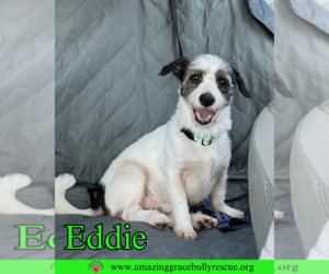 Mutt Dogs for adoption in Pensacola, FL, USA