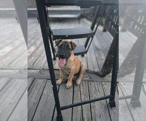 Mutt Dogs for adoption in Orlando, FL, USA