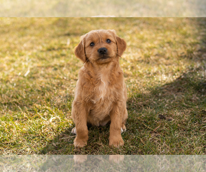 Golden Retriever Puppy for sale in WOLCOTTVILLE, IN, USA