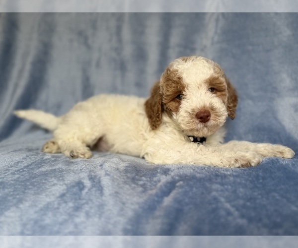 Medium Photo #7 Poodle (Miniature) Puppy For Sale in LAKELAND, FL, USA
