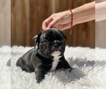 Small Photo #3 French Bulldog Puppy For Sale in EAST WENATCHEE, WA, USA