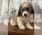 Litter of 4 - Male(s) and Female(s) Cockapoo (Miniature)Litter of Puppies for Sale - Photo #15