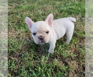 French Bulldog Puppy for sale in FORT WORTH, TX, USA