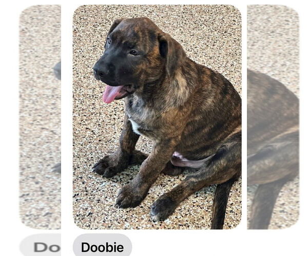 Medium Photo #2 German Shepherd Dog-Unknown Mix Puppy For Sale in Canton, CT, USA