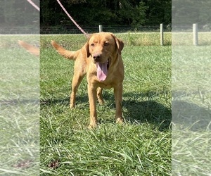 Labrador Retriever Puppy for Sale in NEOLA, West Virginia USA