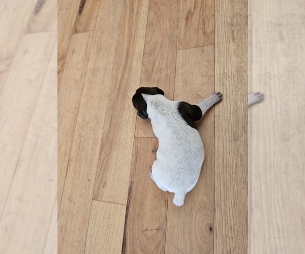 Medium Photo #2 German Shorthaired Pointer Puppy For Sale in EVANSVILLE, WY, USA