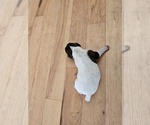 Small Photo #6 German Shorthaired Pointer Puppy For Sale in EVANSVILLE, WY, USA