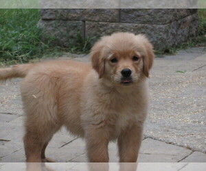 Golden Retriever Puppy for Sale in MECHANICSVILLE, Maryland USA