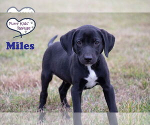 Labrador Retriever-Unknown Mix Dogs for adoption in Lee's Summit, MO, USA