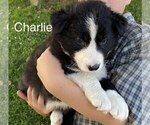 Puppy 6 Border Collie-Miniature Australian Shepherd Mix