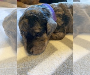Double Doodle Puppy for sale in FRIENDSWOOD, TX, USA