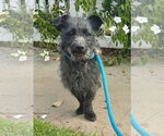 Small #4 Mutt