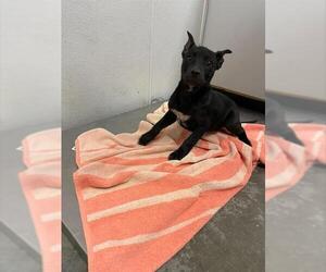 Labrador Retriever Dogs for adoption in Rosenberg, TX, USA