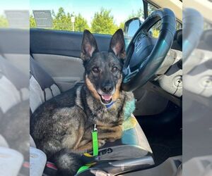 German Shepherd Dog Dogs for adoption in Cupertino, CA, USA