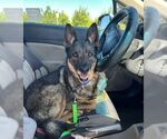 Small German Shepherd Dog